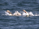 Red-Throated Diver