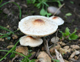 Lepiota cristata (Stinking Dapperling)