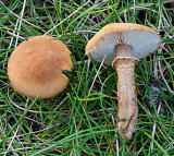 Cystoderma amianthinum.