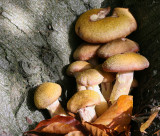 Armillaria gallica (Bulbous Honey Fungus.)