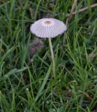 Coprinus plicatilis( Pleated Inkcap )