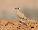 Cream coloured Courser 1.jpg