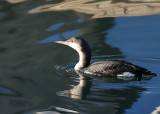 Black-throated Diver1.jpg