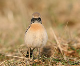 Desert Wheatear