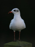 Mediterranean Gull.