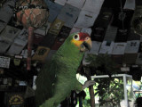 Parrot at Coconuts