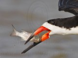 _MG_6559crop2 Black Skimmer.jpg