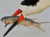 _MG_6568crop Black Skimmer.jpg