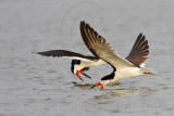 _MG_0717 Black Skimmer.jpg