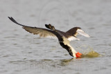 _MG_0818 Black Skimmer.jpg