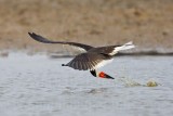 _MG_0911 Black Skimmer.jpg