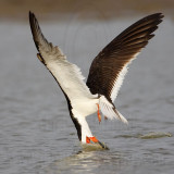 _MG_1239 Black Skimmer.jpg
