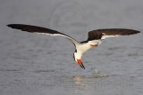 _MG_1275 Black Skimmer.jpg