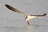 _MG_1337 Black Skimmer.jpg
