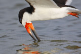 _MG_2136 Black Skimmer.jpg
