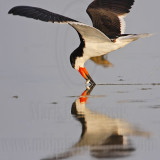 _MG_3674 Black Skimmer.jpg