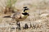 _MG_6697 Horned Lark.jpg