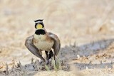 _MG_6816 Horned Lark.jpg