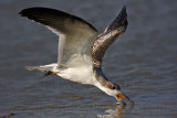 _MG_9494 Black Skimmer.jpg