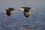 _MG_3065 Black Skimmer.jpg