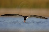 _MG_3599 Black Skimmer.jpg