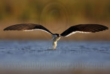 _MG_3818 Black Skimmer.jpg