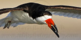 _MG_4552crop2 Black Skimmer.jpg