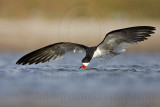 _MG_5081 Black Skimmer.jpg