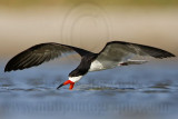 _MG_5851 Black Skimmer.jpg