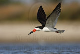 _MG_5856 Black Skimmer.jpg