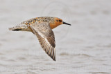 Red Knot - May 10, 2008 - Bolivar Flats