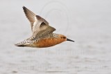 _MG_2969 Red Knot.jpg