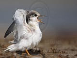 _MG_9912 Least Tern.jpg