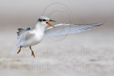 _MG_2621 Least Tern.jpg