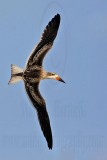 _MG_0497 Black Skimmer.jpg