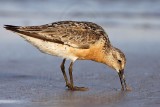 _MG_0535 Red Knot.jpg