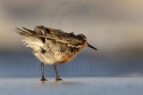 _MG_0647 Red Knot.jpg