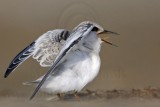 _MG_6630 Least Tern.jpg