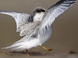_MG_6632 Least Tern.jpg