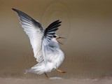 _MG_6635 Least Tern.jpg