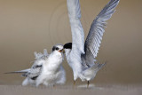 _MG_6645 Least Tern.jpg