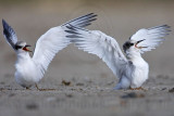 _MG_6953 Least Tern.jpg