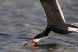 _MG_5921 Black Skimmer.jpg