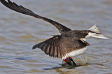 _MG_6551 Black Skimmer.jpg