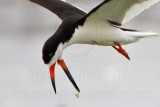 _MG_5209crop Black Skimmer casting a pellet.jpg