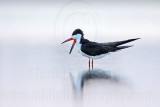 _MG_5610 Black Skimmer.jpg