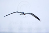 _MG_5645 Black Skimmer.jpg