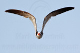 _MG_6122 Black Skimmer.jpg