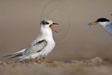 _MG_6016 Least Tern.jpg