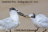 _MG_1216-21 Sandwich Tern.gif